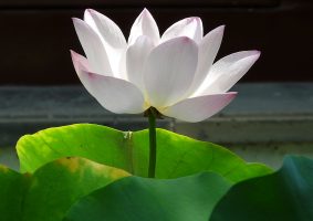 Lotus in Suzhou