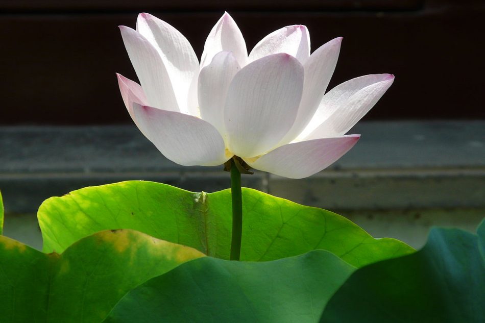 Lotus in Suzhou