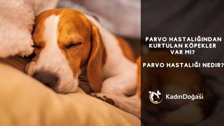 parvo hastalığından kurtulan köpekler var mı? Parvo Hastalığı nedir?